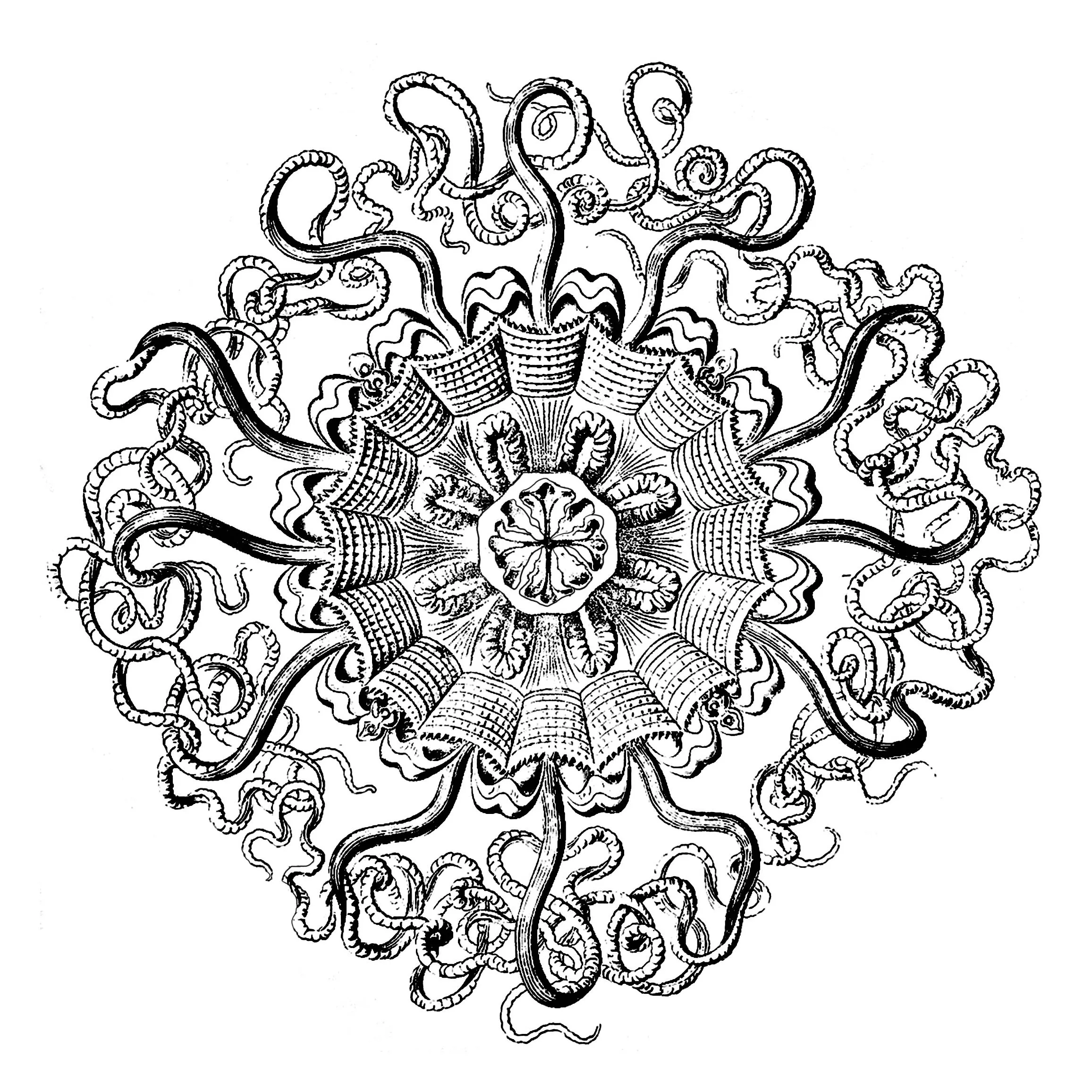 Mandala anatomisches Brett Vintage (Thematische Mandalas : Tiere)